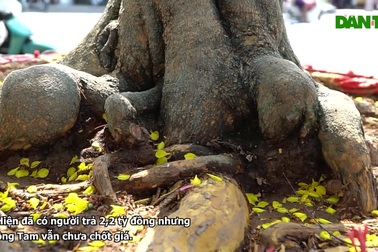 Chiêm ngưỡng "lão mai" thân xoắn đế móng rồng rao bán 2,8 tỷ đồng