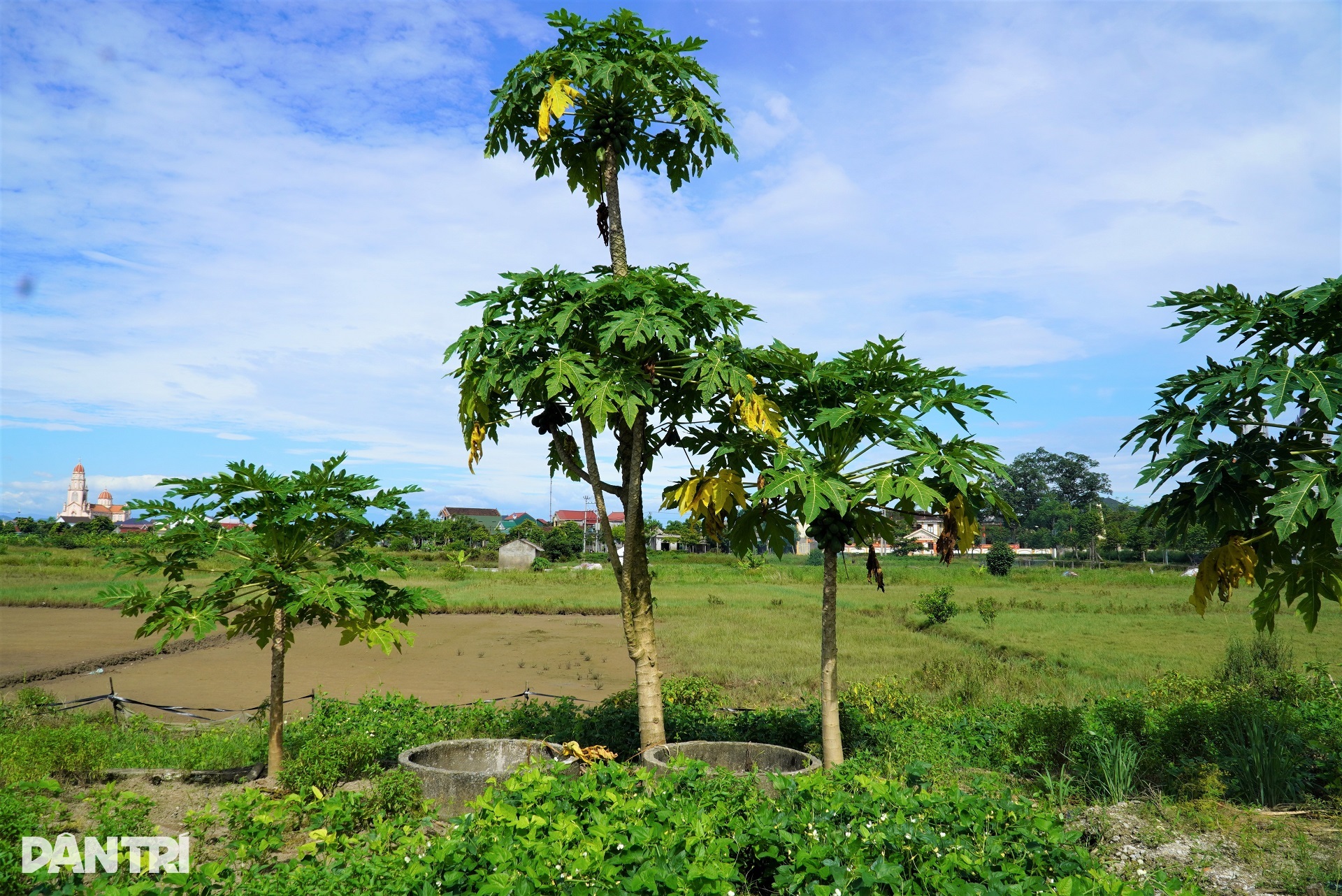 Dân bỏ nghề làm một ngày ăn cả năm, 80ha đất bị bỏ hoang - 5
