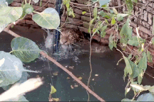 Ngoạn mục màn giải cứu con báo bị rơi xuống giếng