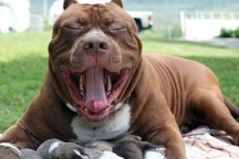 Chó nhà cắn chết người, chủ nuôi có thể bị tù đến 10 năm!