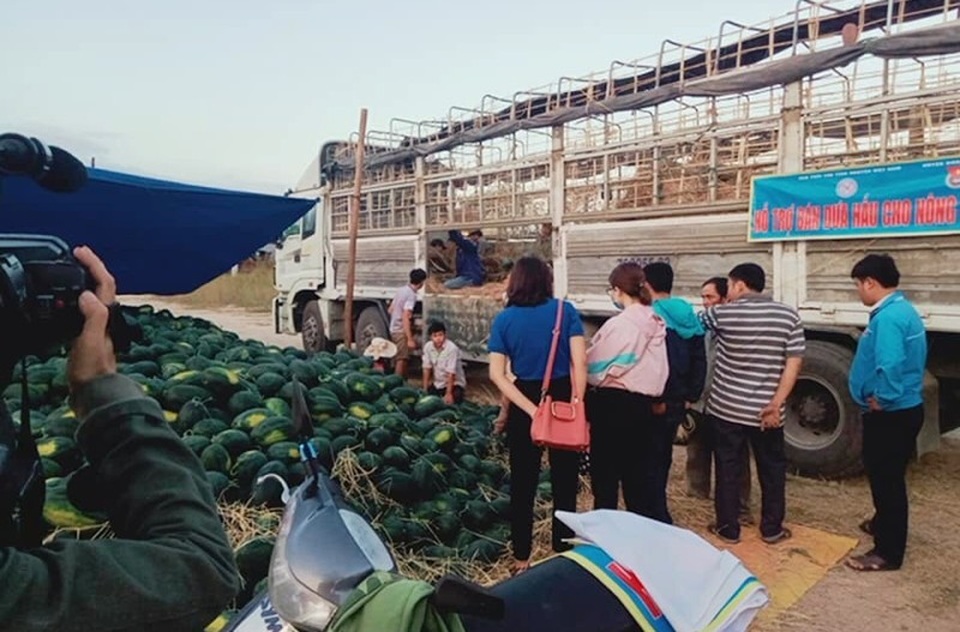 Thanh niên đất võ ra tay “giải cứu” dưa tồn giúp nông dân - 3 Thanh niên đất võ ra tay “giải cứu” dưa tồn giúp nông dân - 3
