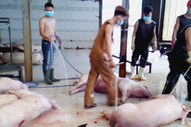 TPHCM: Tiêu hủy khẩn gần 4000 con heo bị tiêm thuốc an thần