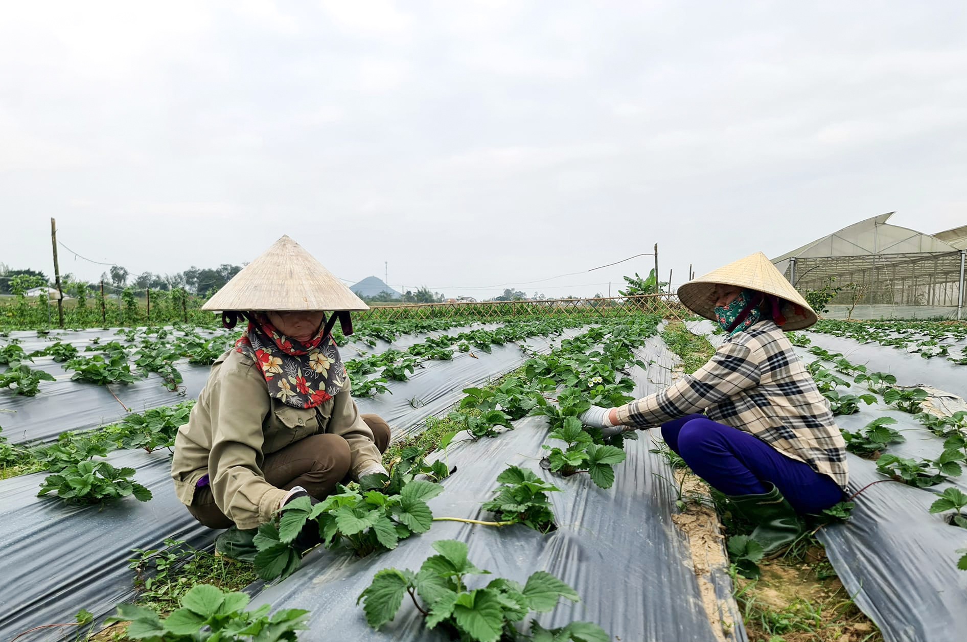 Trồng cây quý tộc ở bãi bồi, bán một quả bé xíu bằng giá 2-3 bắp cải - 9 Trồng cây quý tộc ở bãi bồi, bán một quả bé xíu bằng giá 2-3 bắp cải - 9