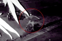 Nghệ sĩ rủ nhau đi hỏi tội gymer: Không thể chấp nhận được!