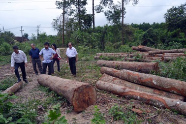 Chuyển công an điều tra vụ lợi dụng tận thu sau bão để phá rừng