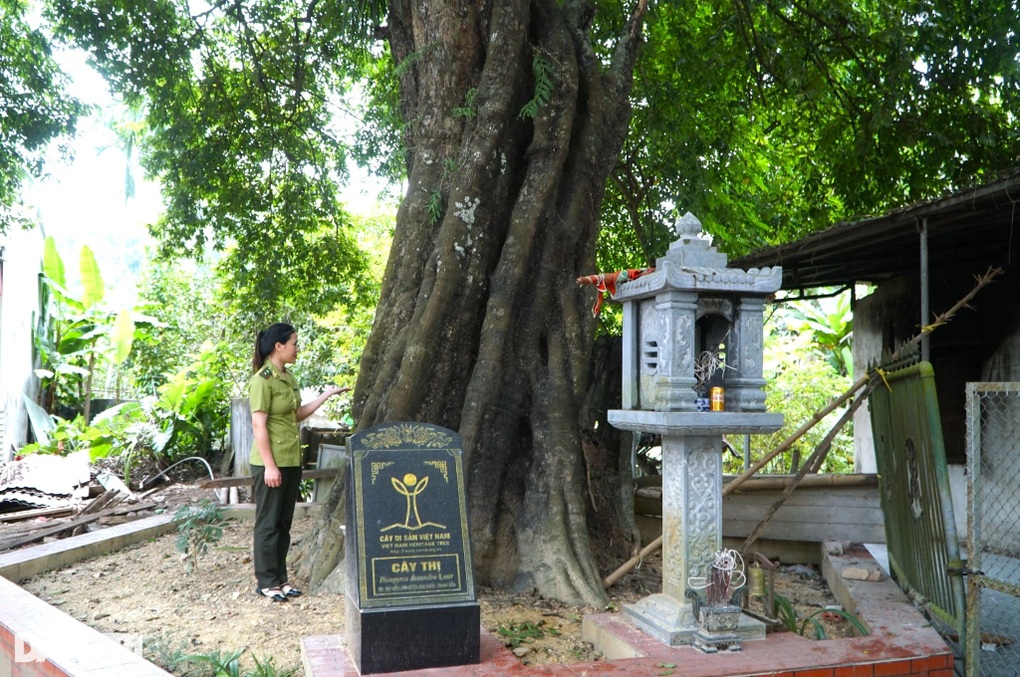 Cây thị 700 năm tuổi được bảo vệ nghiêm ngặt ở Thanh Hóa - 2 Cây thị 700 năm tuổi được bảo vệ nghiêm ngặt ở Thanh Hóa - 2