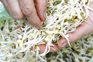 Quảng Bình: Phát hiện hàng loạt cơ sở dùng hóa chất “bẩn” sản xuất giá đỗ