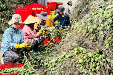 Người dân bán cau hôm trước, hôm sau "tiếc đứt ruột"