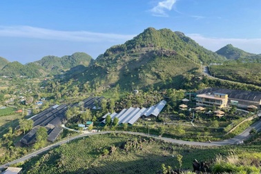 Cỏ Mềm phát triển vùng trồng sâm Lai Châu để nâng tầm giá trị