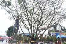 Ngắm “lão mai” có tuổi gần bằng cả đời người