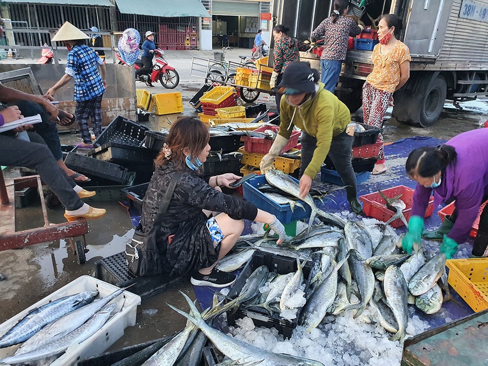 Chạy bão ngư dân vẫn trúng mẻ cá dũa thu hàng chục triệu đồng - 3 Chạy bão ngư dân vẫn trúng mẻ cá dũa thu hàng chục triệu đồng - 3