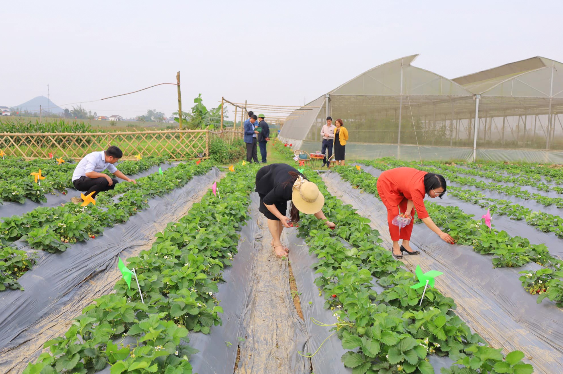Trồng cây quý tộc ở bãi bồi, bán một quả bé xíu bằng giá 2-3 bắp cải - 1 Trồng cây quý tộc ở bãi bồi, bán một quả bé xíu bằng giá 2-3 bắp cải - 1