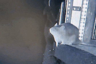 Khoảnh khắc khó tin: Chuột cống tóm gọn dơi đang bay để ăn thịt