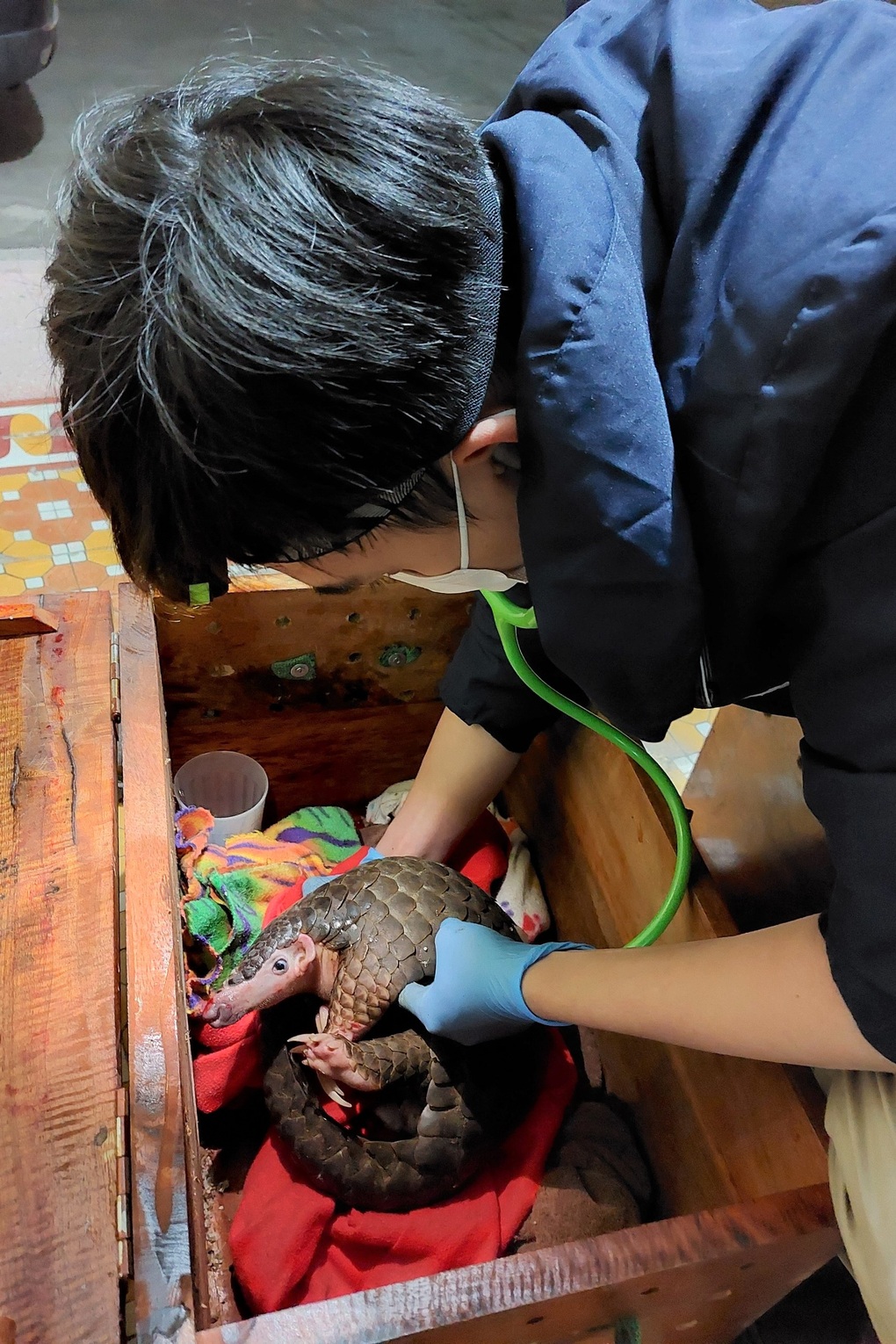 Kiểm tra xe khách phát hiện 7 cá thể tê tê trong thùng xốp - 4 Kiểm tra xe khách phát hiện 7 cá thể tê tê trong thùng xốp - 4