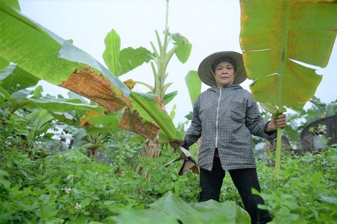 Nghề độc ở Hà Nội: Bán lá chuối rừng, kiếm hàng chục triệu đồng mỗi tháng - Ảnh 6. Nghề độc ở Hà Nội: Bán lá chuối rừng, kiếm hàng chục triệu đồng mỗi tháng - Ảnh 6.