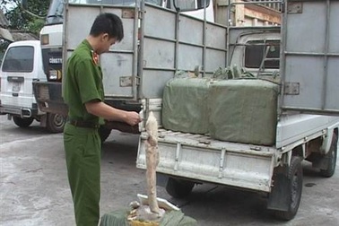 Tuồn hàng trăm con chim lậu qua biên giới vào Việt Nam
