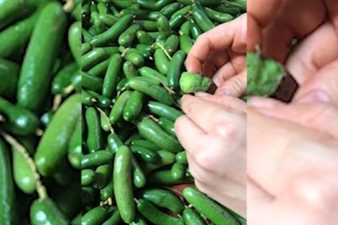 Loại quả "tí hon" ít người biết, thơm ngon nhưng giá đắt đỏ