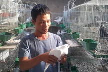 Bỏ vô lăng về quê lập nghiệp thành công với nghề nuôi chim và dế