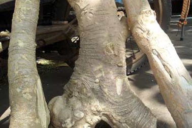 Đắk Lắk: Thuốc quý lại được bán như củi giữa phố