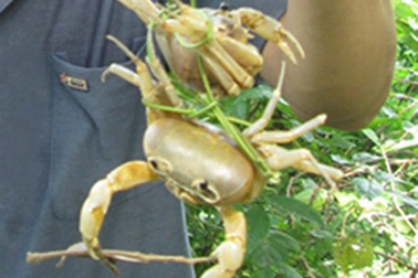 Nỗi hàm oan của “cua trinh nữ” độc nhất vô nhị 