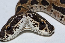 Phát hiện rắn lục cực độc hai đầu ở Ấn Độ