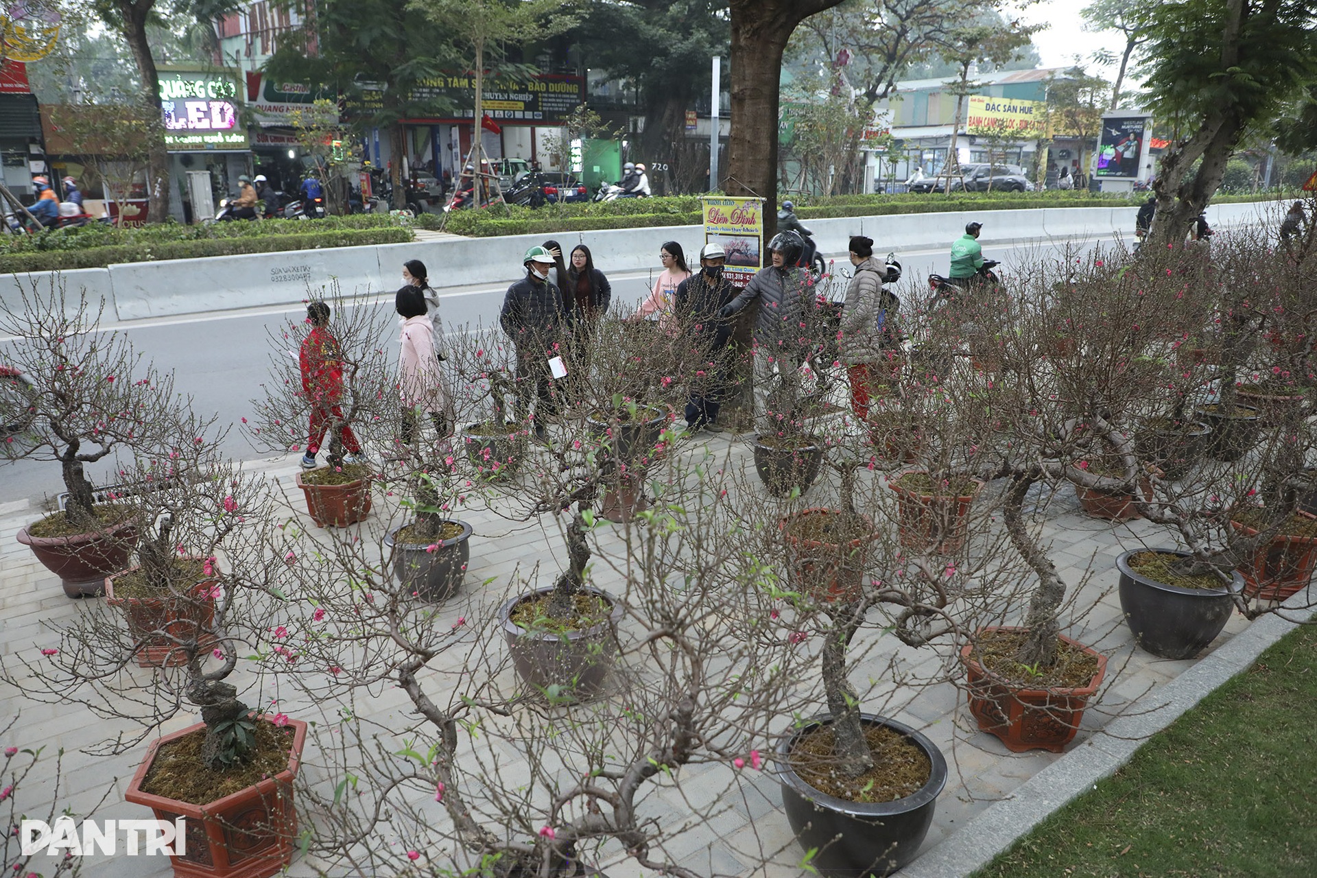 Nhộn nhịp chợ hoa Tết đường Lạc Long Quân - 3 Nhộn nhịp chợ hoa Tết đường Lạc Long Quân - 3