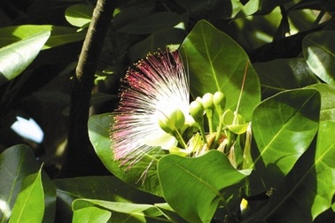 Hoa Trường Sa nở lúc nửa đêm giữa Sài Gòn