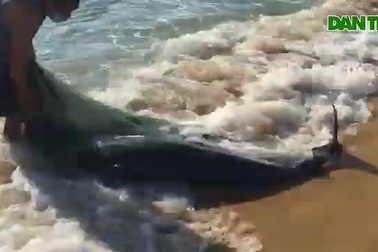 Ngư dân Bình Định giải cứu cá heo