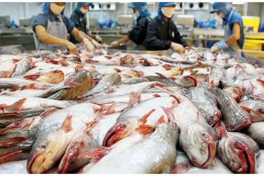 Sa sút vì lỗ “khủng”, cổ phiếu “vua cá” Hùng Vương bị đưa vào diện kiểm soát