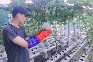 Vườn rau sân thượng “vô địch”: Trồng 30m2 thu 100kg rau, quả mỗi tháng