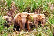 Gần 10 con voi rừng quấy phá khu dân cư ở Đồng Nai