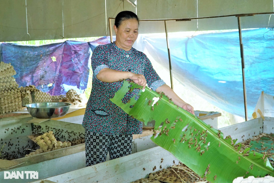 Chỉ 100.000 đồng mua dế giống, lão nông thu lãi hơn 20 triệu mỗi tháng - 3 Chỉ 100.000 đồng mua dế giống, lão nông thu lãi hơn 20 triệu mỗi tháng - 3