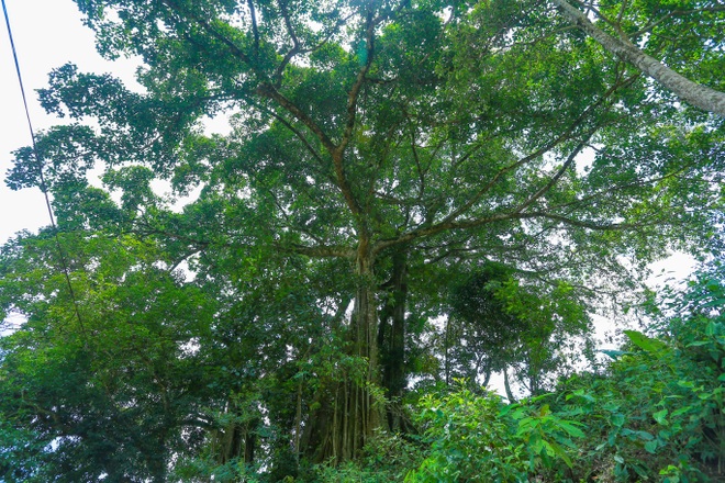 Chiêm ngưỡng “cụ đa cổ thụ hơn 300 năm tuổi ở Cao Bằng - 5 Chiêm ngưỡng “cụ đa cổ thụ hơn 300 năm tuổi ở Cao Bằng - 5