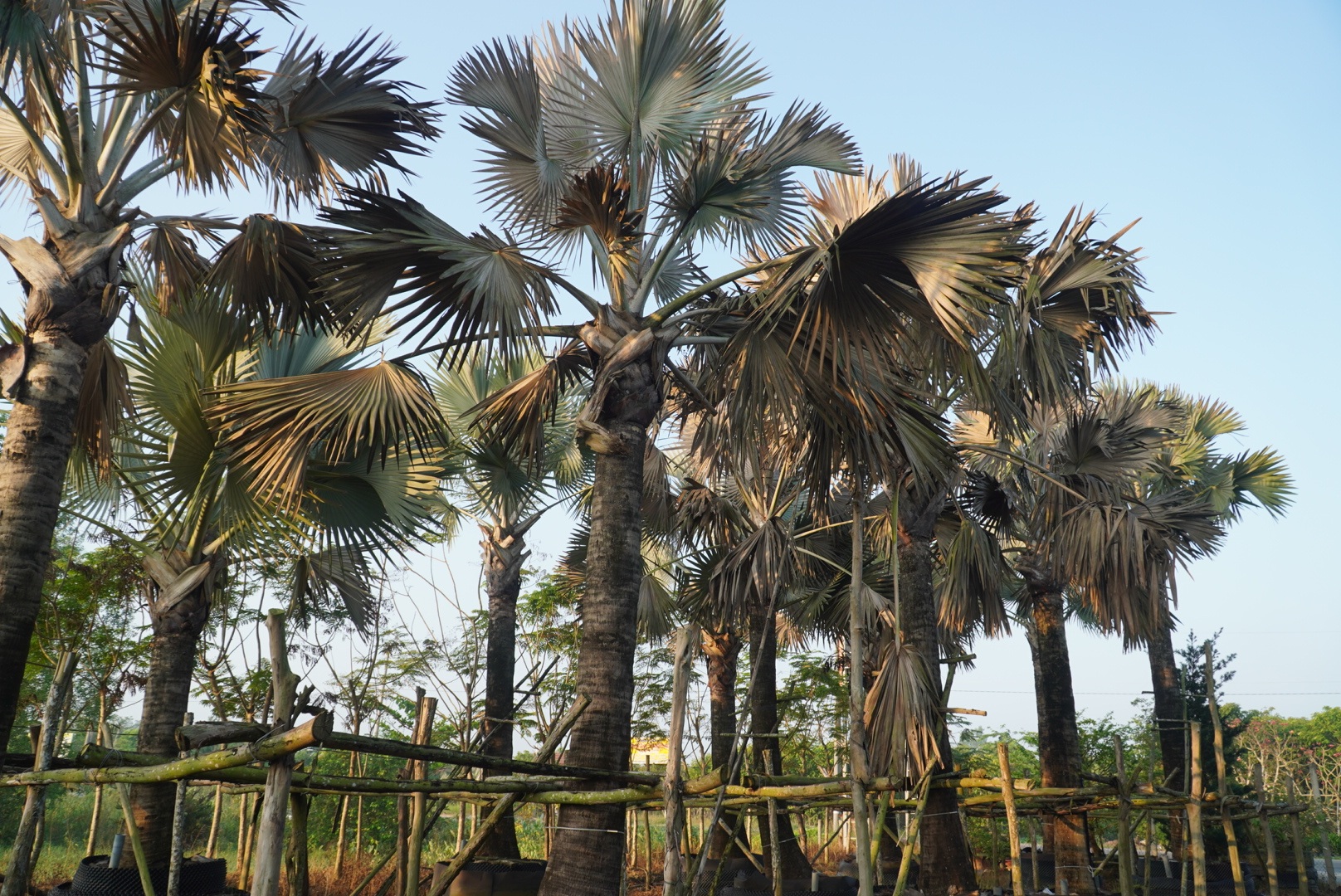 Vườn cây cảnh tiền tỷ ở Đồng Tháp bị đầu độc bằng thuốc diệt cỏ - 1