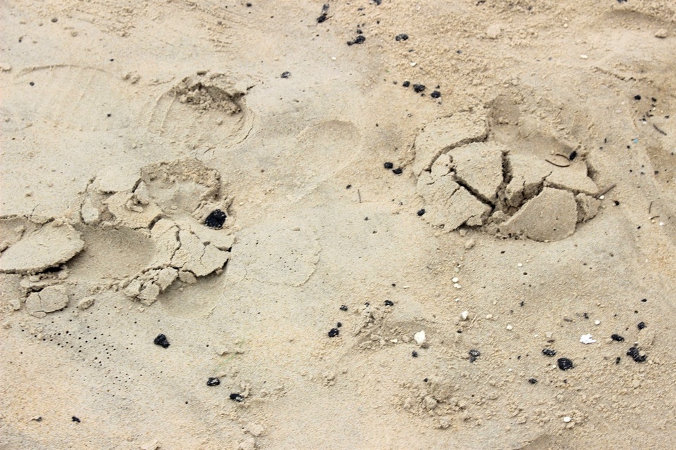 Dầu hắc vón cục xuất hiện trên bãi biển