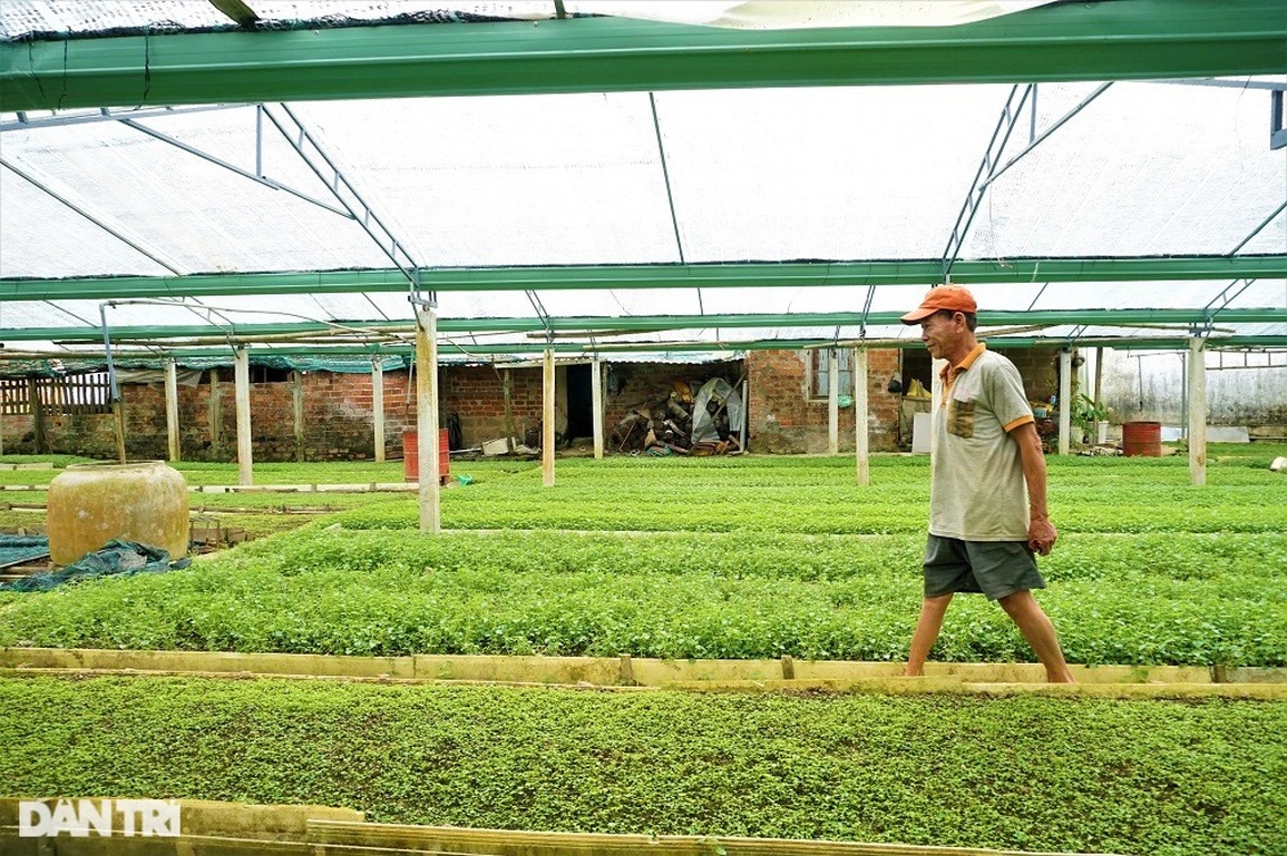 Lão nông mang rau dại về trồng, bất ngờ thu nhập cao - 12 Lão nông mang rau dại về trồng, bất ngờ thu nhập cao - 12