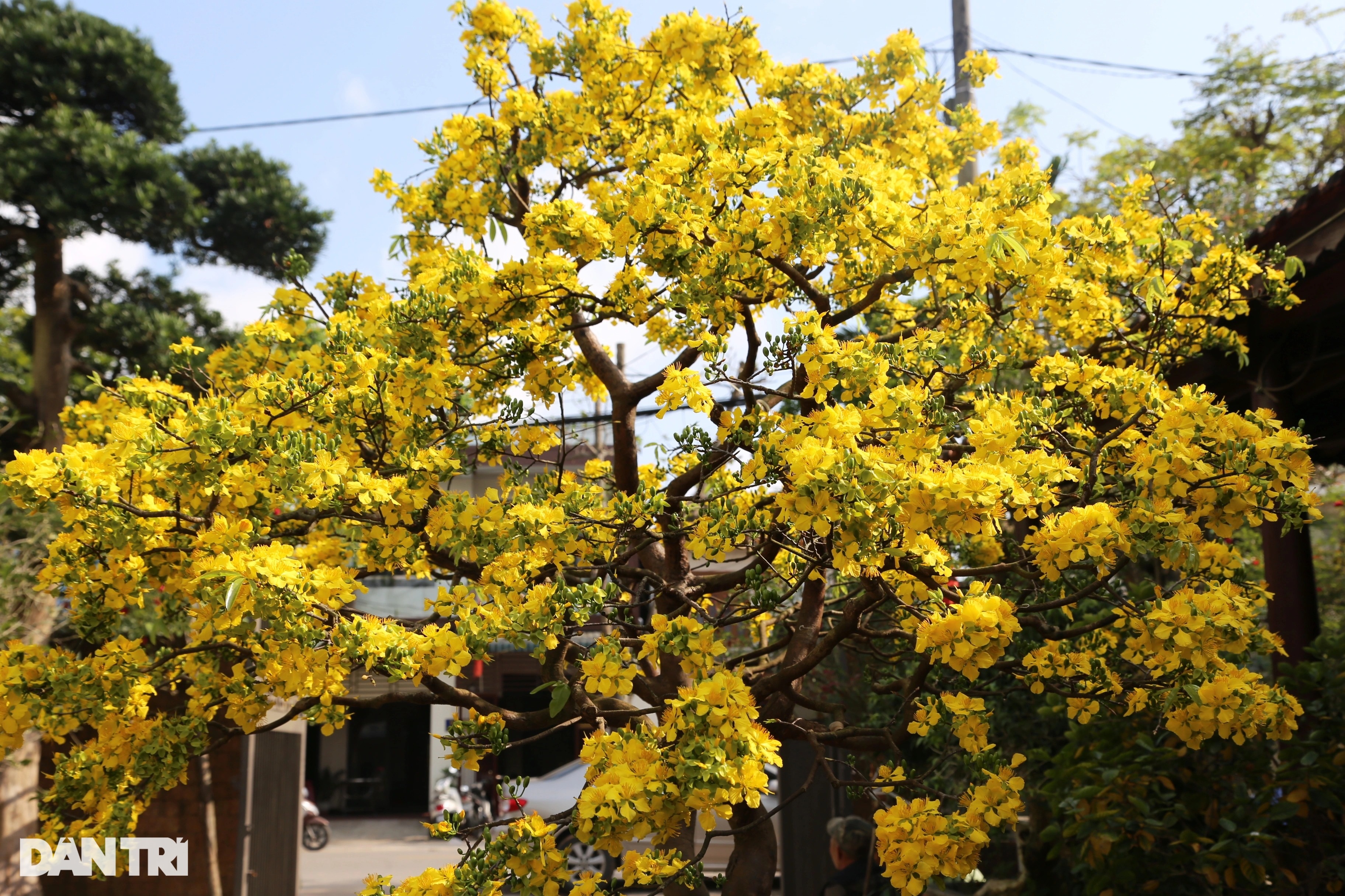Những cây mai khủng giá gần tỷ đồng khoe sắc đón Xuân - 4 Những cây mai khủng giá gần tỷ đồng khoe sắc đón Xuân - 4