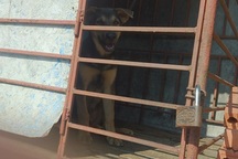 Vụ thảm sát 4 bà cháu: Nghi phạm đã tặng chó cho chủ nhà