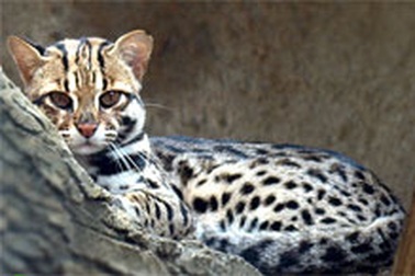 Tiếp nhận nhiều động vật “Sách đỏ”