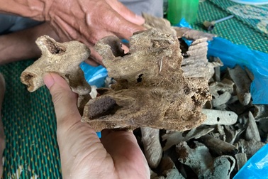 Giấc mơ "nuôi" trầm hương bạc tỷ nơi đại ngàn