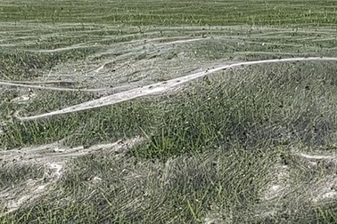 Lạ lùng hiện tượng nhện giăng tơ khổng lồ trên sân cỏ