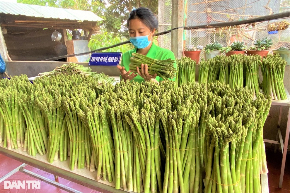 Chặt cà phê, trồng rau hoàng đế, 9X thu 6 triệu đồng mỗi ngày - 3 Chặt cà phê, trồng rau hoàng đế, 9X thu 6 triệu đồng mỗi ngày - 3