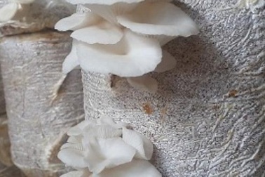 Nam Định: 8x bỏ túi 20 triệu đồng/tháng nhờ ...loài nấm trắng như bông