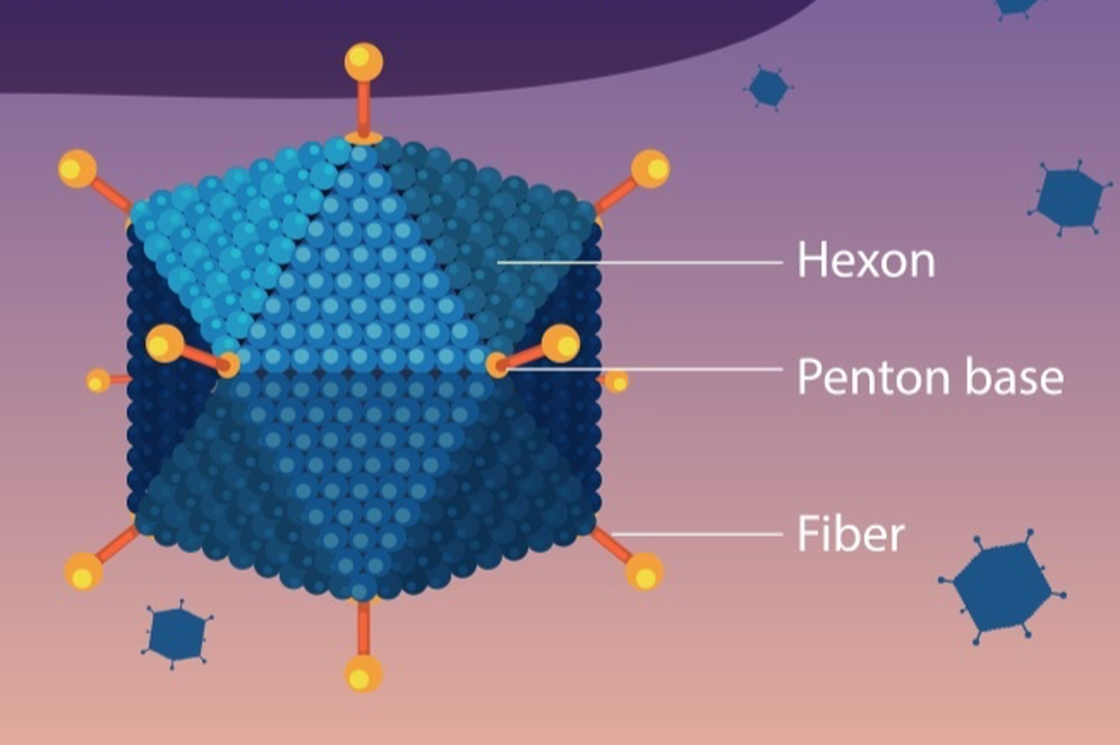 6 trẻ ở Hà Nội tử vong sau khi mắc Adenovirus: Có phải dịch bệnh mới? - 2 6 trẻ ở Hà Nội tử vong sau khi mắc Adenovirus: Có phải dịch bệnh mới? - 2