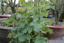 Dưa "độc" vô chậu đón Tết Nguyên đán, giá cao vẫn không đủ bán