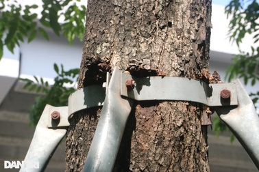 Cận cảnh "gông cùm" siết chặt hàng cây xanh đang tuổi lớn trên đường Hà Nội