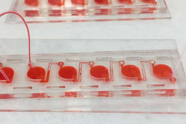 Tạo ra cơ thể con người… thu nhỏ trong phòng thí nghiệm