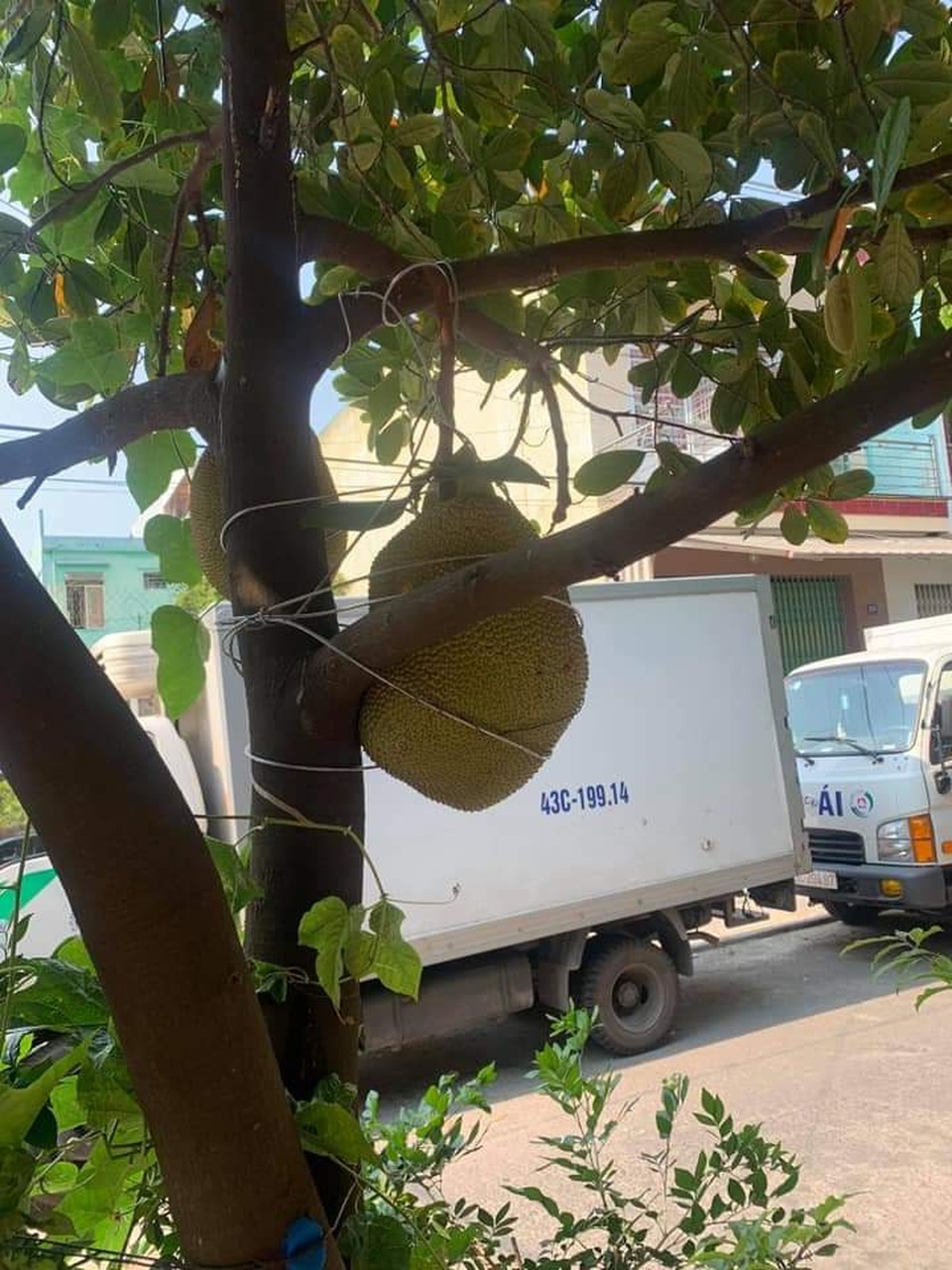 Bỏ tiền triệu đóng lồng cho mít vẫn khóc ra tiếng Mán với kẻ trộm - 9 Bỏ tiền triệu đóng lồng cho mít vẫn khóc ra tiếng Mán với kẻ trộm - 9