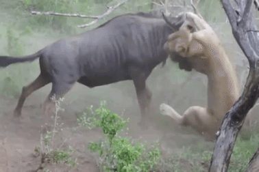 Tưởng không lối thoát, linh dương đầu bò bất ngờ đả bại sư tử