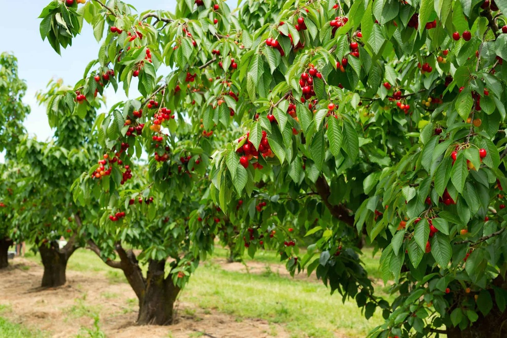 Mê mẩn những vườn cherry vừa đẹp, vừa ngon - 2 Mê mẩn những vườn cherry vừa đẹp, vừa ngon - 2